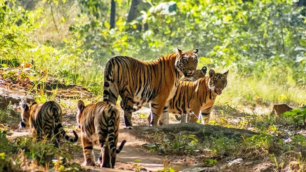 Satpura Tiger Reserve