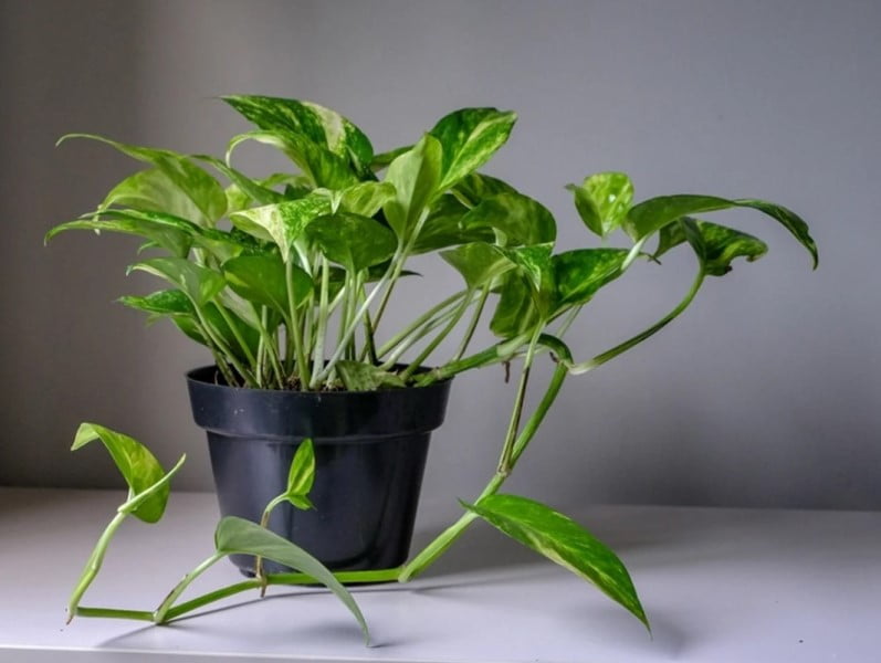 These 5 plants will give a new look to your home and office, planting them is also very easy