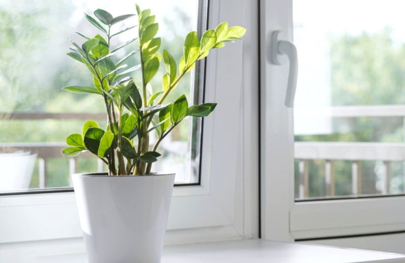 These 5 plants will give a new look to your home and office, planting them is also very easy