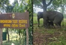 A little guest arrived in Bandhavgarh Tiger Reserve of MP!