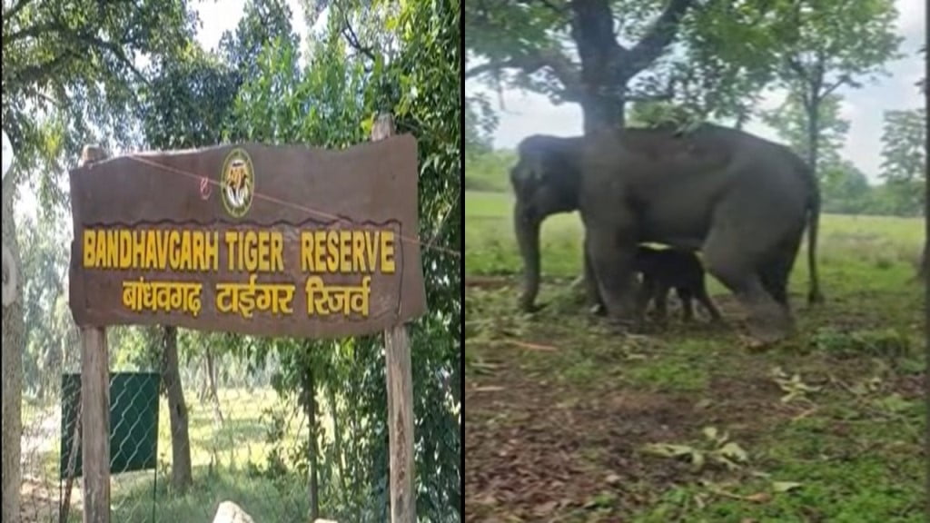 A little guest arrived in Bandhavgarh Tiger Reserve of MP!