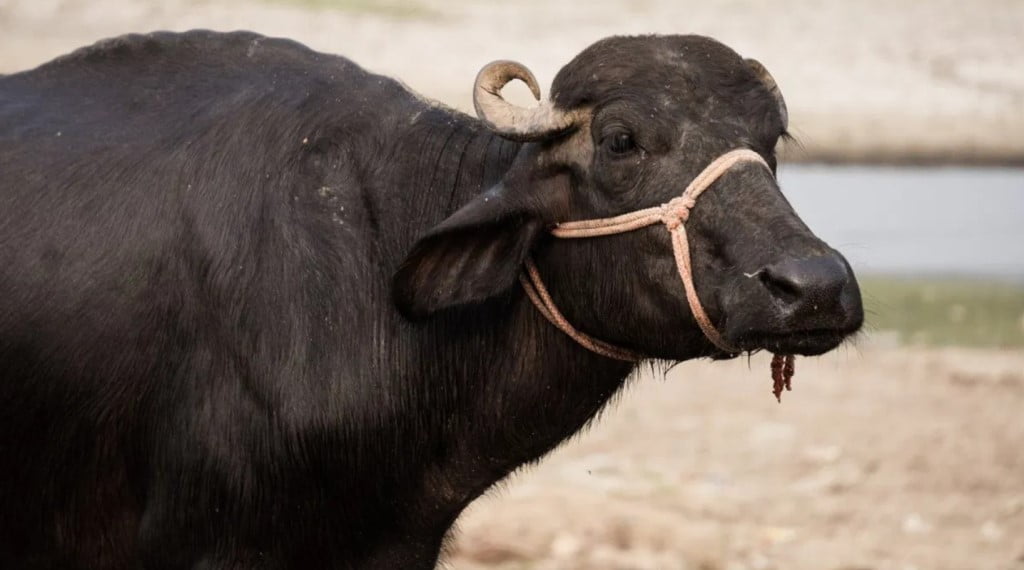 When the Panchayat and the police together could not solve the case, then the buffalo solved the unsolved mystery!