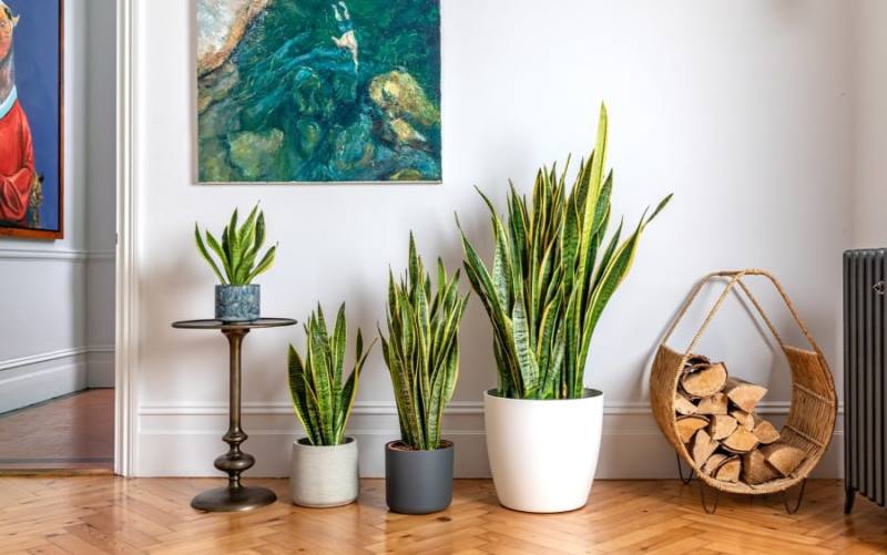 These 5 plants will give a new look to your home and office, planting them is also very easy